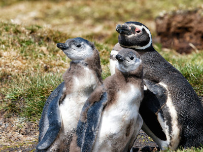 Magellanic Penguins 