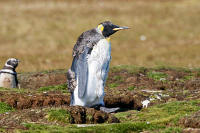 Moulting King Penguin
