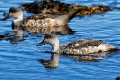 Patagonian Crested Ducks
