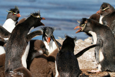Rockhopper Penguin Fight
