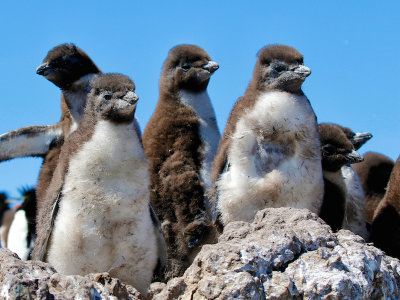 Rockhopper Penguin chicks 