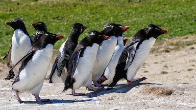 Rockhopper Penguins 