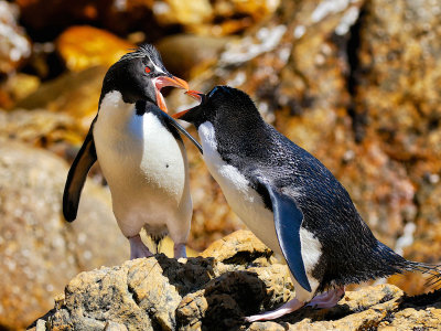 Rockhopper Penguins 