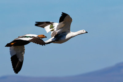 Upland Geese 