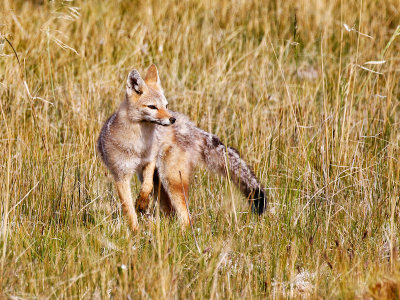 Patagonian fox, Torres del Paine National Park 