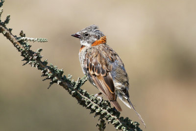Rufous-collared Sparrow, Torres del Paine National Park, Chile