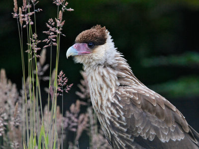 Southern Crested Caracara, Torres del Paine National Park, Chile