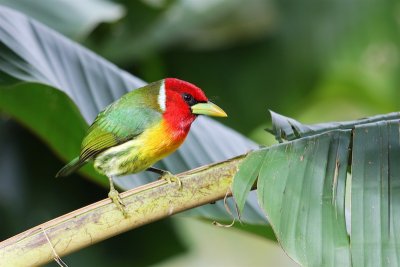 Costa Rica Birds 2015