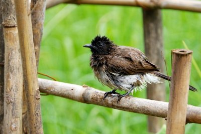 Western Ethiopia Backyard Birds 
