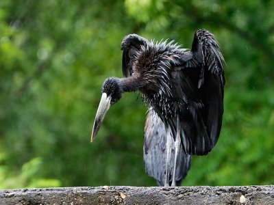 Western Ethiopia Backyard Birds 