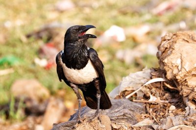 Western Ethiopia Backyard Birds 