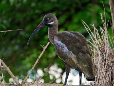 Western Ethiopia Backyard Birds 