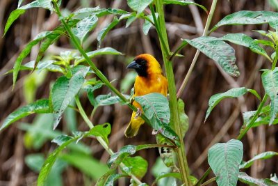 Western Ethiopia Backyard Birds 