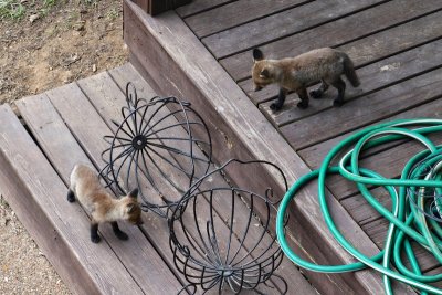 Foxes April 2016 