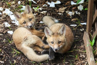 Foxes April 2016 
