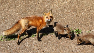 Foxes April 2016 