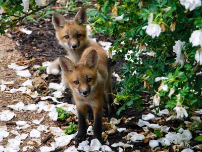 Foxes May 2016 