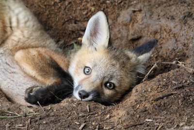 Foxes May 2016