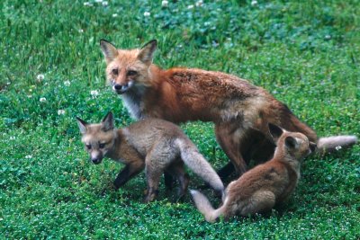 Foxes May 2016 