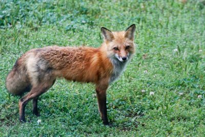 Foxes May 2016 