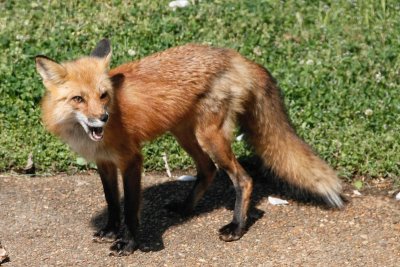 Foxes May 2016