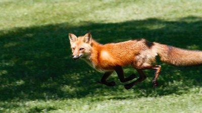 Foxes May 2016 