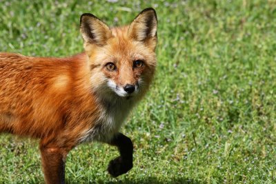 Foxes May 2016 