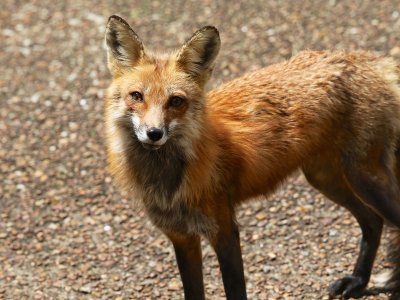 Foxes May 2016 