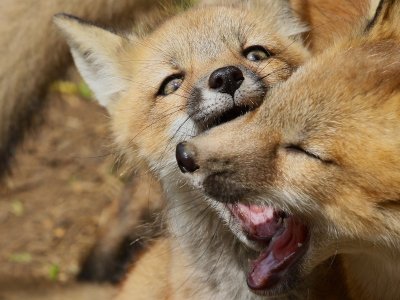 Foxes May 2016