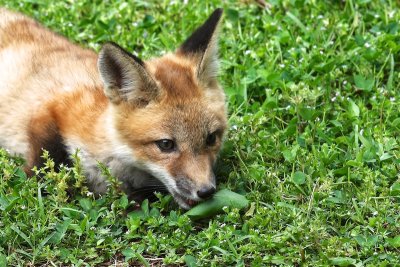 Foxes May 2016 