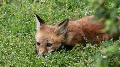 Foxes May 2016 