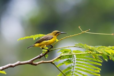 Olive-backed Sunbird, Singapore 