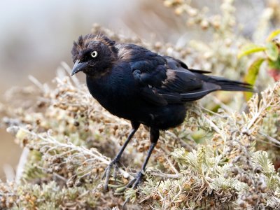 Brewer's Blackbird, California