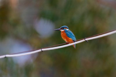 Common Kingfisher, Crete