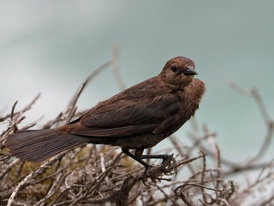 Great-tailed Grackle, California 