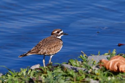 Killdeer, Oregon