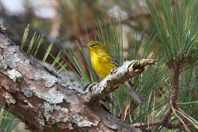 Pine Warbler, Alabama