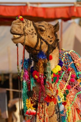 Camel decorated for festival, Pushkar, India