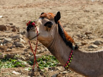 Camel with makeup, Camel Festival. Pushkar, India