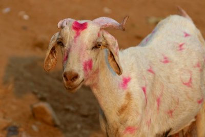 Goat decorated for Diwali, India