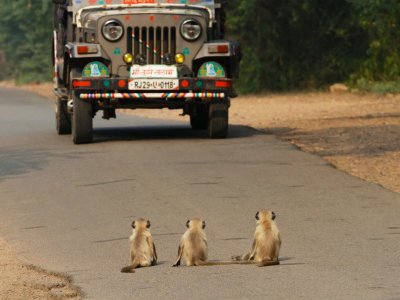 Playing chicken with a jeep, India