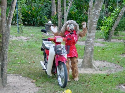 Monkeys on motorbikes, Phuket, Thailand 