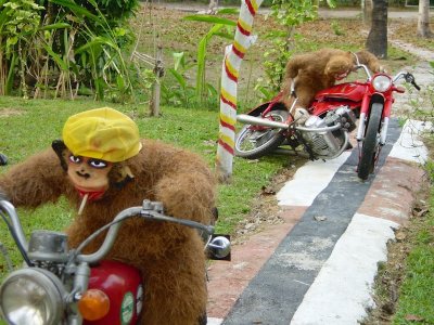 Monkeys on motorbikes, Phuket, Thailand 