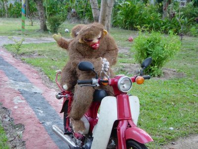 Monkeys on motorbikes, Phuket, Thailand