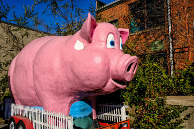 Pig. Cincinnati, OH
