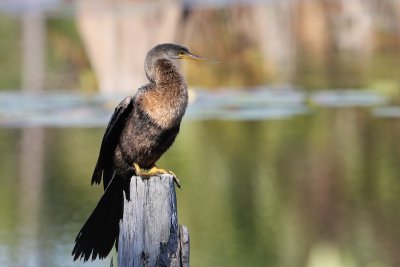 Anhinga, Florida 2016