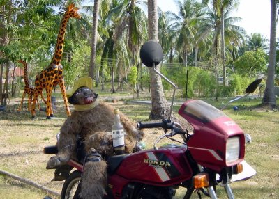 More drunk monkeys on motorbikes, Phuket, Thailand
