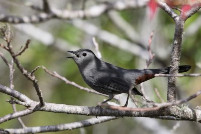Gray Catbird, Florida