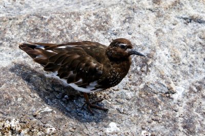 Black Turnstone, California