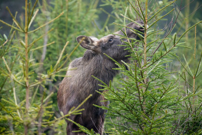 _DSC3528.jpg